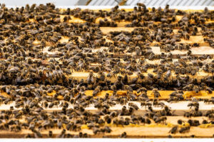 Bienen