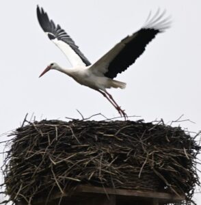 Ein Storch bezieht das Nest an den Bahngleisen in Bargstedt. Foto: Hans-Lothar Kordländer